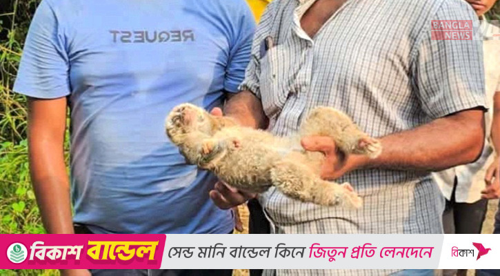 বৈদ্যুতিক তারে জড়িয়ে প্রাণ গেল মহাবিপন্ন লজ্জাবতী বানরের